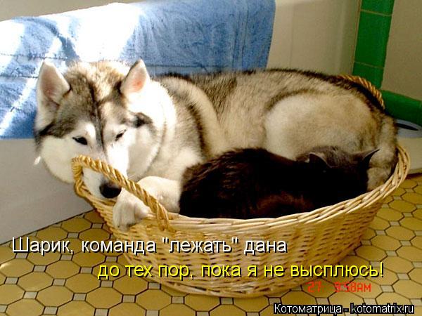 Шарик, команда "лежать" дана до тех пор, пока я не высплюсь!... Котоматрица: Шарик, команда "лежать" дана до тех пор, пока я не высплюсь!