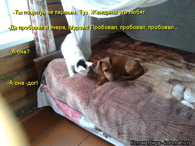 -Ты поцелуй ее первым, Туз. Женщины это любят. -Да пробовал я вчера, Мурзик! Пробовал, пробовал, проб... Котоматрица: -Ты поцелуй ее первым, Туз. Женщины это любят. -Да пробовал я вчера, Мурзик! Пробовал, пробовал, пробовал... -А она? -А она -дог!
