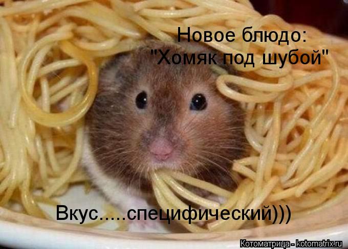 Котоматрица: Новое блюдо: "Хомяк под шубой" Вкус.....специфический)))