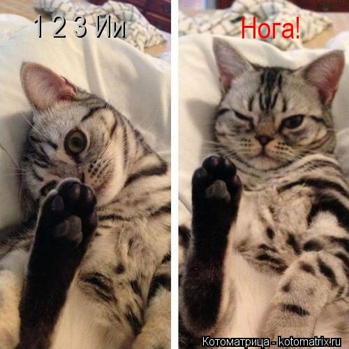 1 2 3 Ии Нога!... Котоматрица: 1 2 3 Ии Нога!