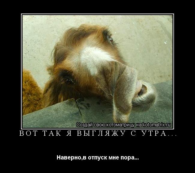 ВОТ ТАК Я ВЫГЛЯЖУ С УТРА... Наверно,в отпуск мне пора...... Котоматрица: ВОТ ТАК Я ВЫГЛЯЖУ С УТРА... Наверно,в отпуск мне пора...
