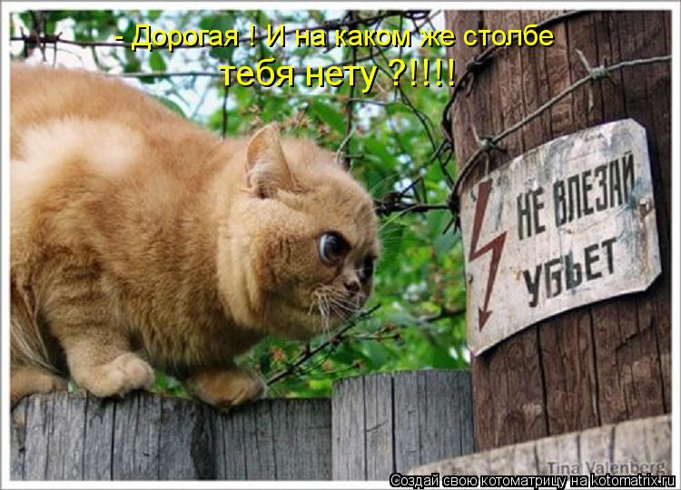 - Дорогая ! И на каком же столбе тебя нету ?!!!!... Котоматрица: - Дорогая ! И на каком же столбе тебя нету ?!!!!