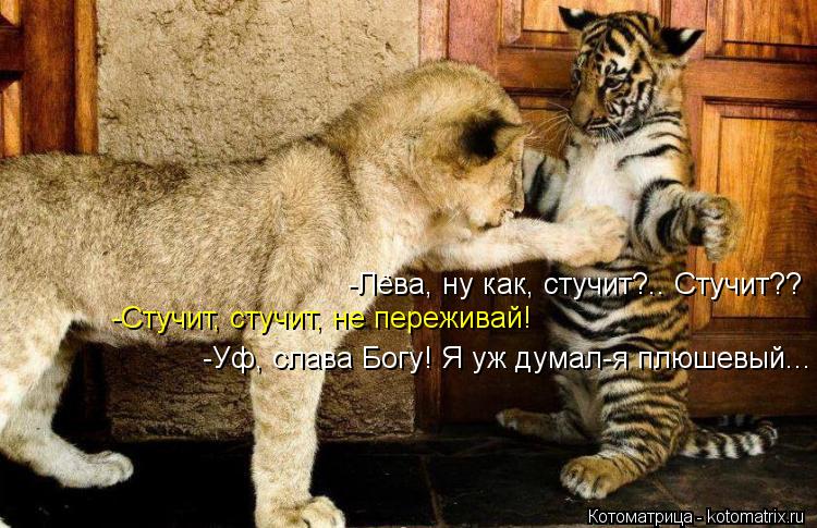 Котоматрица: -Лёва, ну как, стучит?.. Стучит?? -Стучит, стучит, не переживай! -Уф, слава Богу! Я уж думал-я плюшевый...