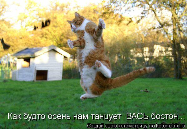 Как будто осень нам танцует ВАСЬ бостон...... Котоматрица: Как будто осень нам танцует ВАСЬ бостон...