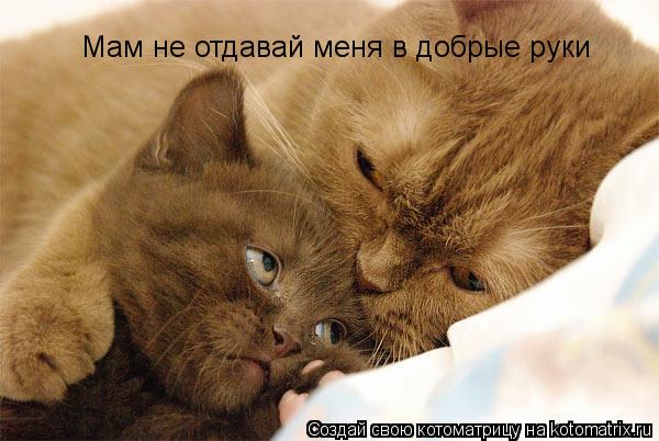 Мам не отдавай меня в добрые руки... Котоматрица: Мам не отдавай меня в добрые руки