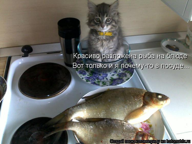 Красиво разложена рыба на блюде Вот только и я почему-то в посуде...... Котоматрица: Красиво разложена рыба на блюде Вот только и я почему-то в посуде...