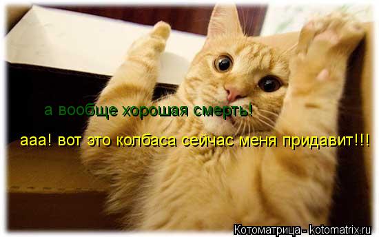 ааа! вот это колбаса сейчас меня придавит!!! а вообще хорошая смерть!... Котоматрица: ааа! вот это колбаса сейчас меня придавит!!! а вообще хорошая смерть!