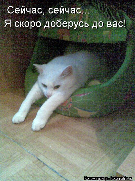 Сейчас, сейчас... Я скоро доберусь до вас!... Котоматрица: Сейчас, сейчас... Я скоро доберусь до вас!
