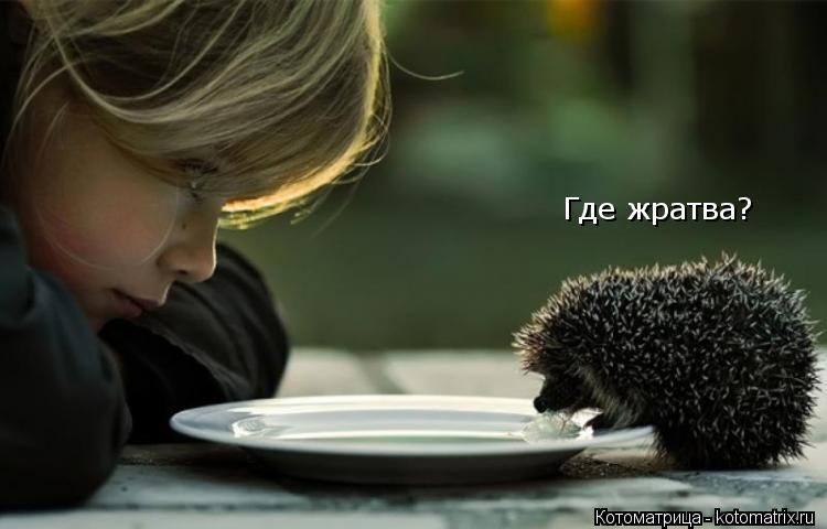 Где жратва?... Котоматрица: Где жратва?