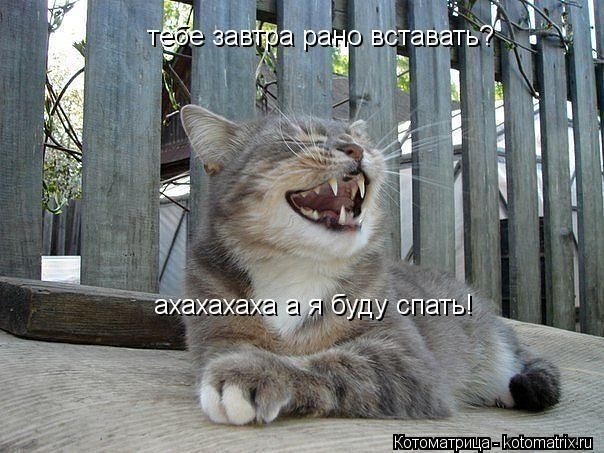 тебе завтра рано вставать? ахахахаха а я буду спать!... Котоматрица: тебе завтра рано вставать? ахахахаха а я буду спать!
