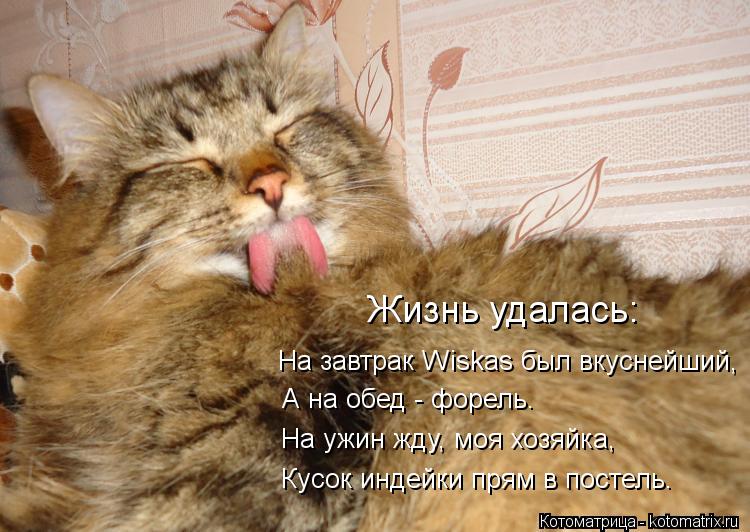 На завтрак Wiskas был вкуснейший, А на обед - форель. На ужин жду, моя хозяйка, Кусок индейки прям в ... Котоматрица: На завтрак Wiskas был вкуснейший, А на обед - форель. На ужин жду, моя хозяйка, Кусок индейки прям в постель. Жизнь удалась: