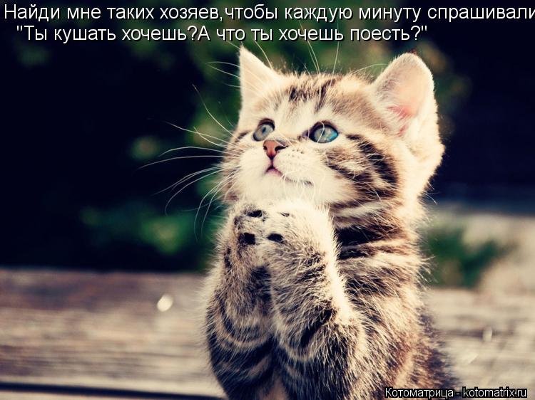 Найди мне таких хозяев,чтобы каждую минуту спрашивали: "Ты кушать хочешь?А что ты хочешь поесть?"... Котоматрица: Найди мне таких хозяев,чтобы каждую минуту спрашивали: "Ты кушать хочешь?А что ты хочешь поесть?"