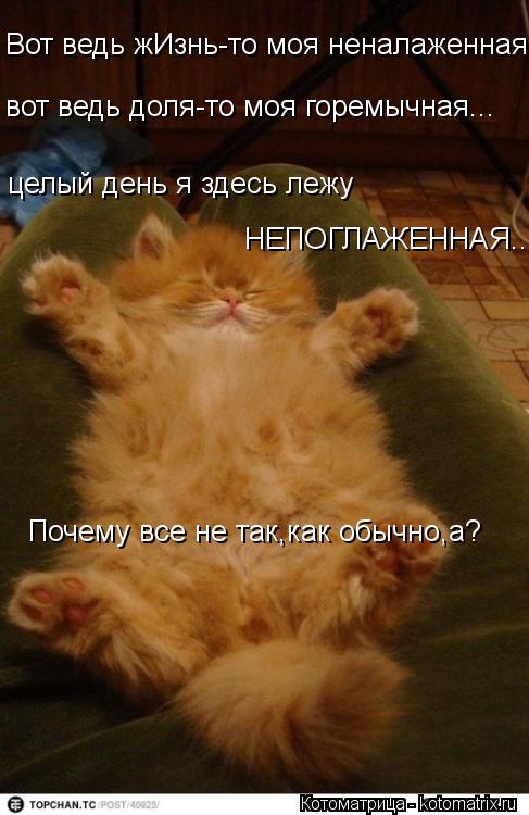 Вот ведь жИзнь-то моя неналаженная.... вот ведь доля-то моя горемычная... целый день я здесь лежу НЕ... Котоматрица: Вот ведь жИзнь-то моя неналаженная.... вот ведь доля-то моя горемычная... целый день я здесь лежу НЕПОГЛАЖЕННАЯ... Почему все не так,как обычно,