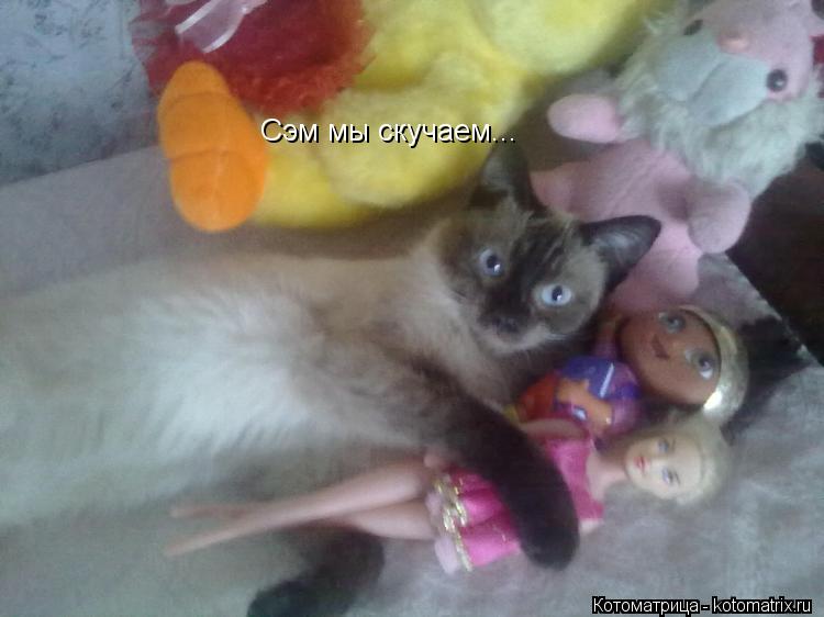 Сэм мы скучаем...... Котоматрица: Сэм мы скучаем...
