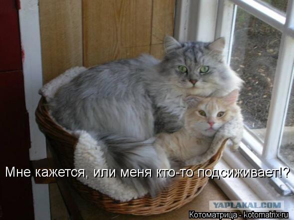 Мне кажется, или меня кто-то подсиживает!?... Котоматрица: Мне кажется, или меня кто-то подсиживает!?