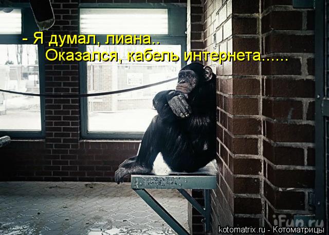 - Я думал, лиана.. Оказался, кабель интернета......... Котоматрица: - Я думал, лиана.. Оказался, кабель интернета......