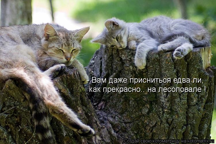 - Вам даже присниться едва ли, как прекрасно.. на лесоповале !... Котоматрица: - Вам даже присниться едва ли, как прекрасно.. на лесоповале !