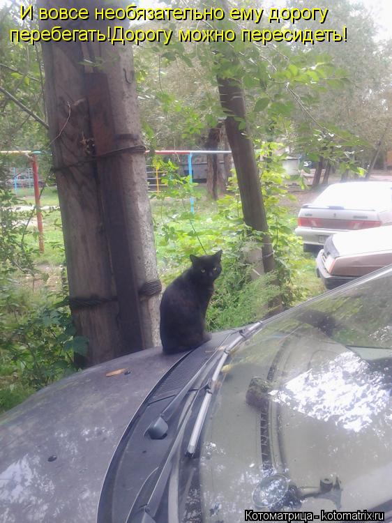 И вовсе необязательно ему дорогу перебегать!Дорогу можно пересидеть!... Котоматрица: И вовсе необязательно ему дорогу перебегать!Дорогу можно пересидеть!