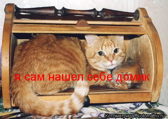 я сам нашел себе домик... Котоматрица: я сам нашел себе домик