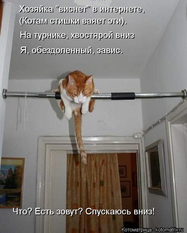 Хозяйка "виснет" в интернете, (Котам стишки ваяет эти). На турнике, хвостярой вниз Я, обездоленный, з... Котоматрица: Хозяйка "виснет" в интернете, (Котам стишки ваяет эти). На турнике, хвостярой вниз Я, обездоленный, завис. Что? Есть зовут? Спускаюсь вниз!