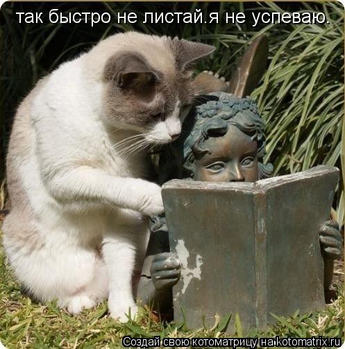 так быстро не листай.я не успеваю.... Котоматрица: так быстро не листай.я не успеваю.