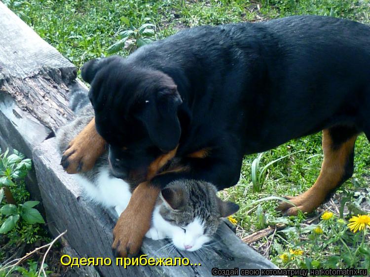 Одеяло прибежало...... Котоматрица: Одеяло прибежало...