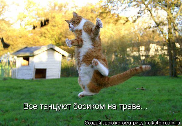 Все танцуют босиком на траве...... Котоматрица: Все танцуют босиком на траве...