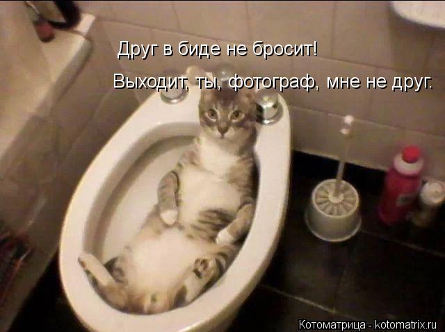Друг в биде не бросит! Выходит, ты, фотограф, мне не друг.... Котоматрица: Друг в биде не бросит! Выходит, ты, фотограф, мне не друг.
