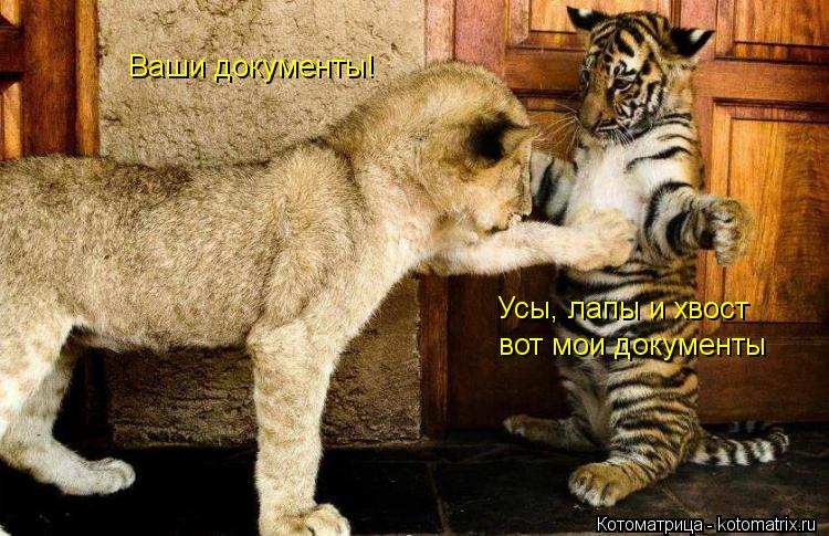 Ваши документы! Усы, лапы и хвост вот мои документы... Котоматрица: Ваши документы! Усы, лапы и хвост вот мои документы