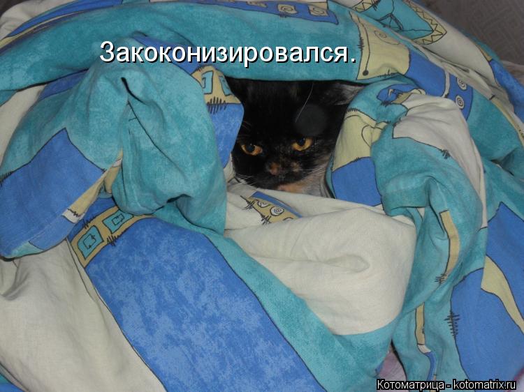 Закоконизировался.... Котоматрица: Закоконизировался.
