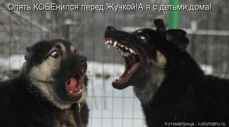Опять КОБЕнился перед Жучкой!А я с детьми,дома!... Котоматрица: Опять КОБЕнился перед Жучкой!А я с детьми,дома!