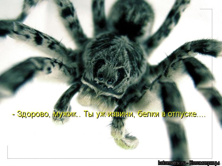 - Здорово, мужик.. Ты уж извини, белки в отпуске....... Котоматрица: - Здорово, мужик.. Ты уж извини, белки в отпуске....