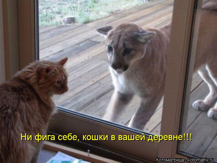 Ни фига себе, кошки в вашей деревне!!!... Котоматрица: Ни фига себе, кошки в вашей деревне!!!