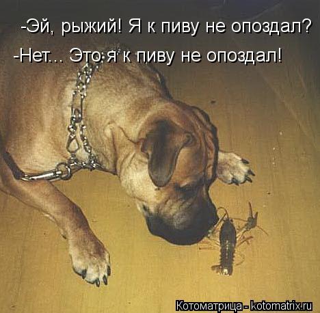-Эй, рыжий! Я к пиву не опоздал? -Нет... Это я к пиву не опоздал!... Котоматрица: -Эй, рыжий! Я к пиву не опоздал? -Нет... Это я к пиву не опоздал!