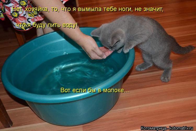 Нет, хозяйка, то, что я вымыла тебе ноги, не значит, что я буду пить воду! Вот если бы в молоке...... Котоматрица: Нет, хозяйка, то, что я вымыла тебе ноги, не значит, что я буду пить воду! Вот если бы в молоке...