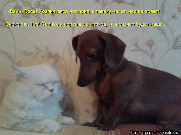 -Вась, Вась! Хозяин мяса нажарил, к телеку несет, нас не зовет! -Спокойно, Туз! Сейчас я перелягу в п... Котоматрица: -Вась, Вась! Хозяин мяса нажарил, к телеку несет, нас не зовет! -Спокойно, Туз! Сейчас я перелягу в проход, и все мясо будет наше.