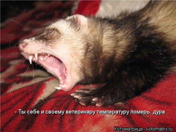 - Ты себе и своему ветеринару температуру померь, дура... Котоматрица: - Ты себе и своему ветеринару температуру померь, дура