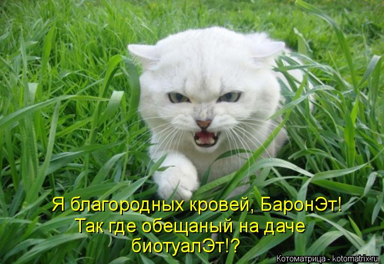 Я благородных кровей, БаронЭт! Так где обещаный на даче биотуалЭт!?... Котоматрица: Я благородных кровей, БаронЭт! Так где обещаный на даче биотуалЭт!?