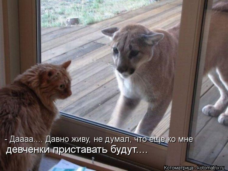 - Даааа.... Давно живу, не думал, что еще ко мне девченки приставать будут....... Котоматрица: - Даааа.... Давно живу, не думал, что еще ко мне девченки приставать будут....