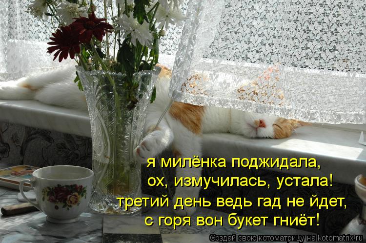 я милёнка поджидала, я милёнка поджидала, ох, измучилась, устала! третий день ведь гад не йдет, с гор... Котоматрица: я милёнка поджидала, я милёнка поджидала, ох, измучилась, устала! третий день ведь гад не йдет, с горя вон букет гниёт!