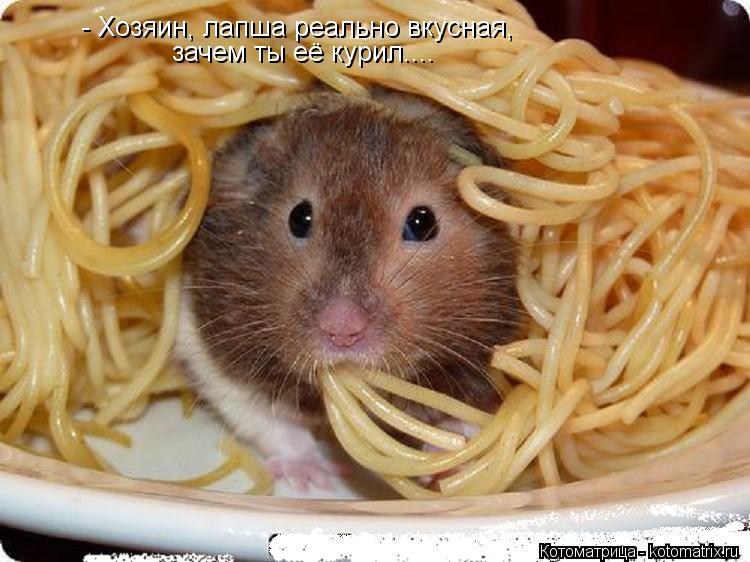 - Хозяин, лапша реально вкусная, зачем ты её курил....... Котоматрица: - Хозяин, лапша реально вкусная, зачем ты её курил....