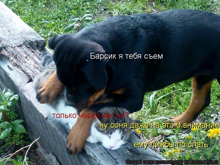 Барсик я тебя съем только через час ок? ну соня даже на это 0 внимание ему лижбы по спать... Котоматрица: Барсик я тебя съем только через час ок? ну соня даже на это 0 внимание ему лижбы по спать