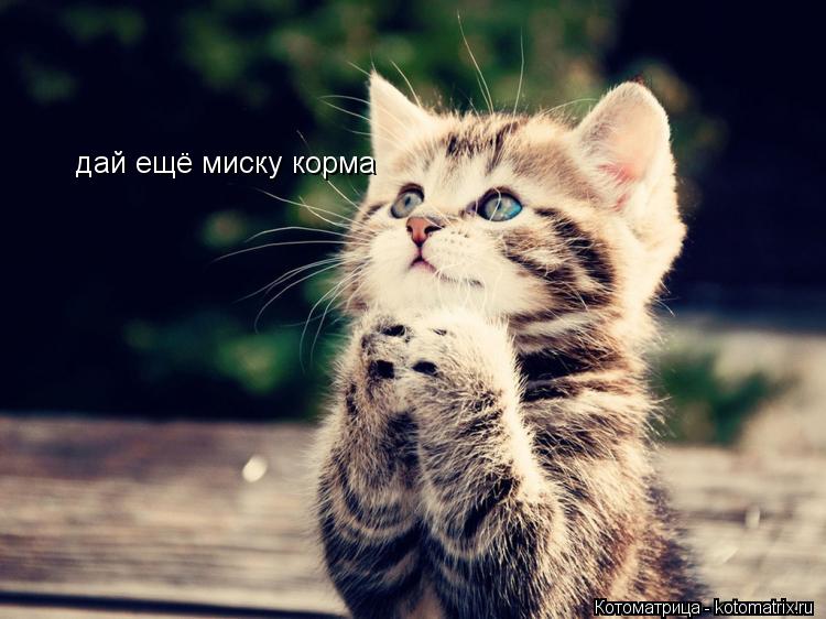 дай ещё миску корма... Котоматрица: дай ещё миску корма