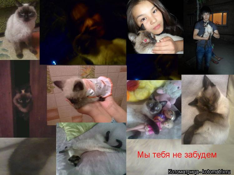 Мы тебя не забудем... Котоматрица: Мы тебя не забудем
