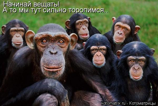 Начинай вещать! А то мы тут сильно торопимся..... Котоматрица: Начинай вещать! А то мы тут сильно торопимся..
