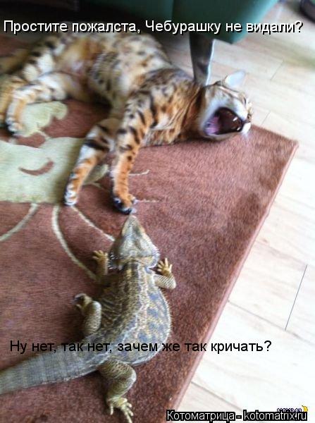Простите пожалста, Чебурашку не видали? Ну нет, так нет, зачем же так кричать?... Котоматрица: Простите пожалста, Чебурашку не видали? Ну нет, так нет, зачем же так кричать?