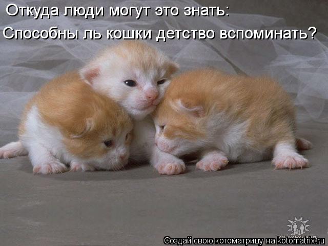 Откуда люди могут это знать: Способны ль кошки детство вспоминать?... Котоматрица: Откуда люди могут это знать: Способны ль кошки детство вспоминать?