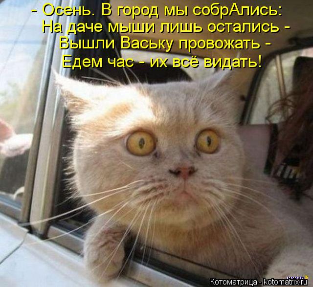Котоматрица: - Осень. В город мы собрАлись: На даче мыши лишь остались -  Вышли Ваську провожать -  Едем час - их всё видать!