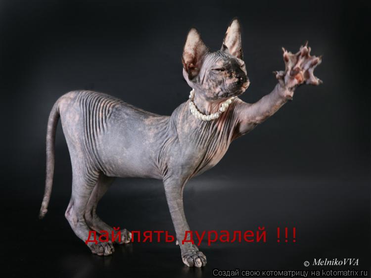 дай пять дуралей !!!... Котоматрица: дай пять дуралей !!!