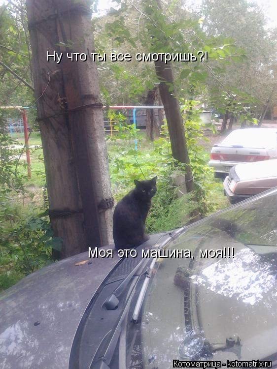 Ну что ты все смотришь?! Моя это машина Моя это машина, моя!!!... Котоматрица: Ну что ты все смотришь?! Моя это машина Моя это машина, моя!!!